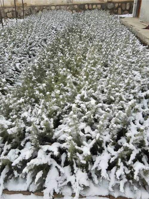 雪松|陜西雪松|西安雪松-陜西瑞景園林綠化有限公司 雪松|陜西雪松|西安雪松-陜西瑞景園林綠化有限公司